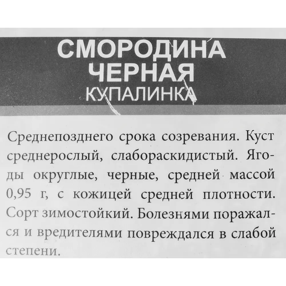 Смородина в ассортименте ø9 h40 см 86710680 STLM-2121523 Santreyd  - Вид №3