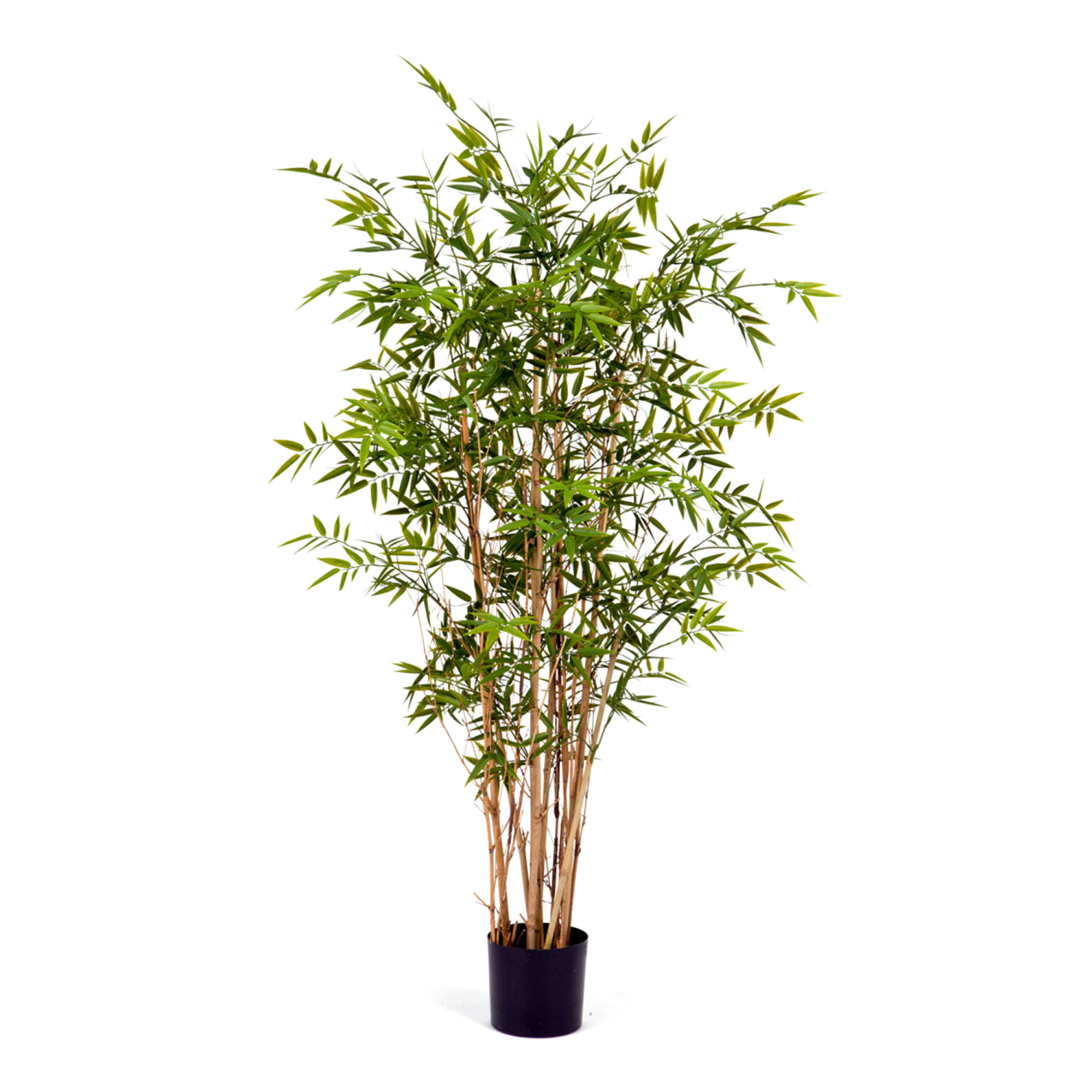 2000983195708 Бамбук новый японский Элегант 150 см LINDDNA Santreyd 