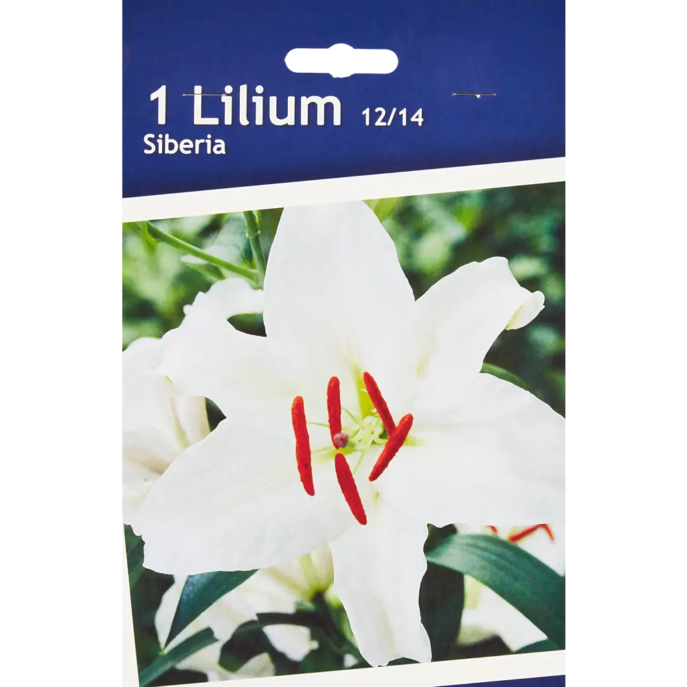 Лилия восточная Сибирь 86735717 STLM-2035898 Santreyd 