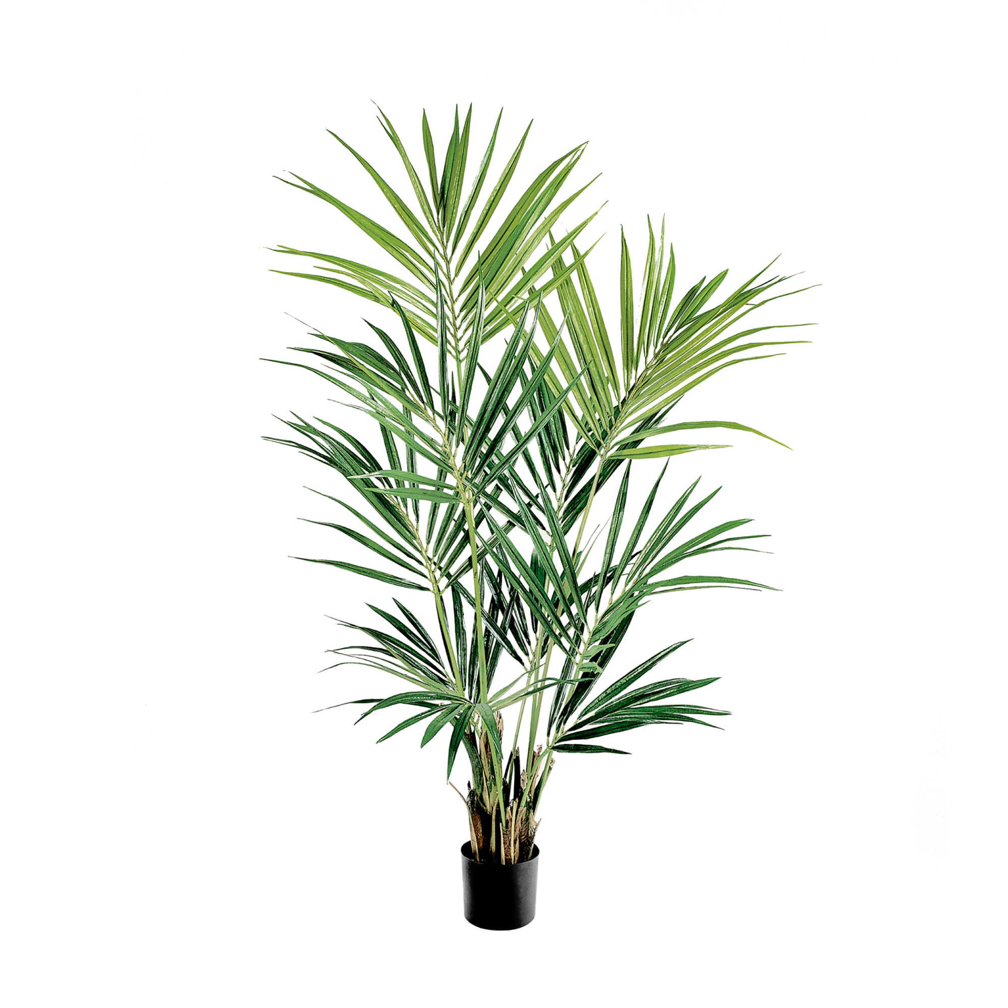 2000983174758 Пальма кентия (ховея) 170 см Cosmo red 