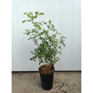 Роза Хансэштард ø19 h25 - 35 см