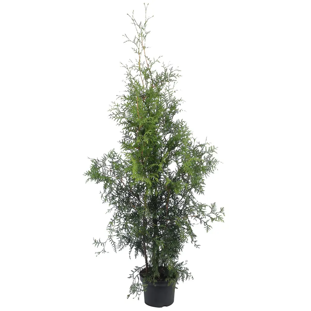 Туя западная «Смарагд» С3, 60-70 см 81969346 STLM-2186965 PLANTMARKET 