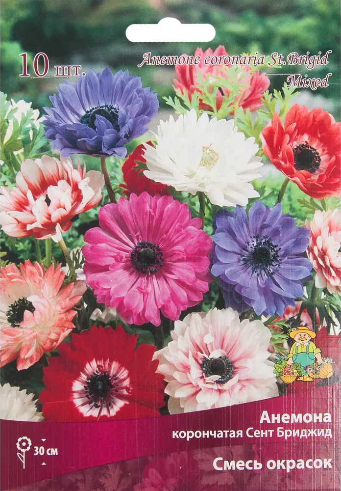 Анемона корончатая ПОИСК «Сент Бриджит микс» - 10 луковиц для садового великолепия 82319543