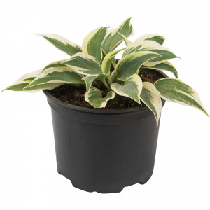 82585376 Хоста гибридная «Фирн Лайн» 17x20 см