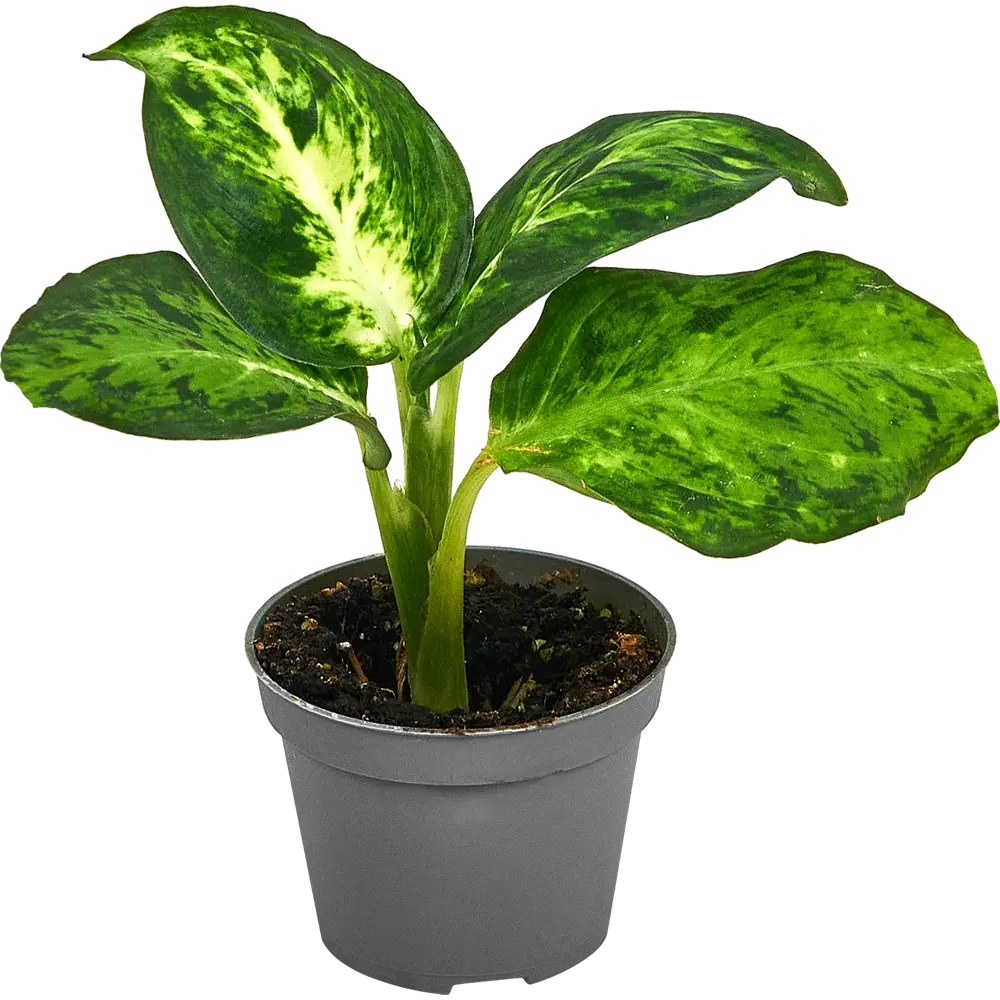 Диффенбахия Ами от Santreyd — тропическая элегантность в вашем интерьере 87819679 STLM-0075880