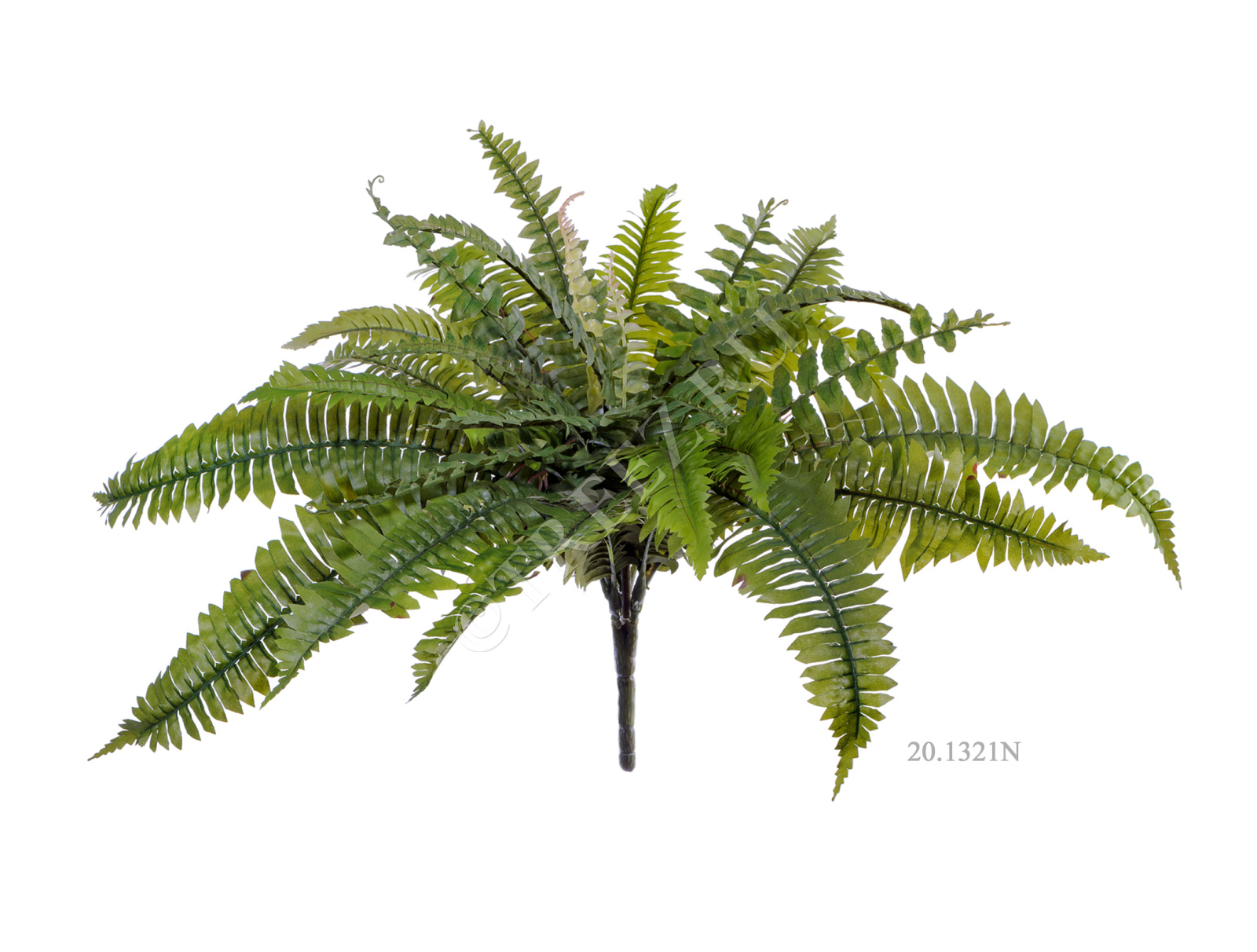 20.1322N Папоротник Бостон Цветочная коллекция  - Вид №2