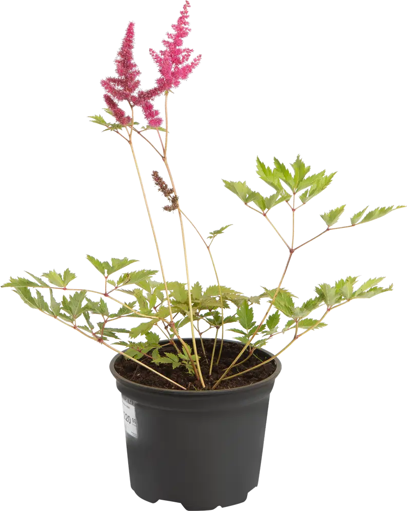 Santreyd Астильба Арендса «Вайс Глория» - белоснежное украшение сада 82219533