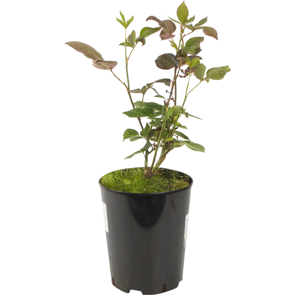 PLANTMARKET Роза Свит Аваланж - нежные розовые бутоны для сада 82625086 STLM-1575823