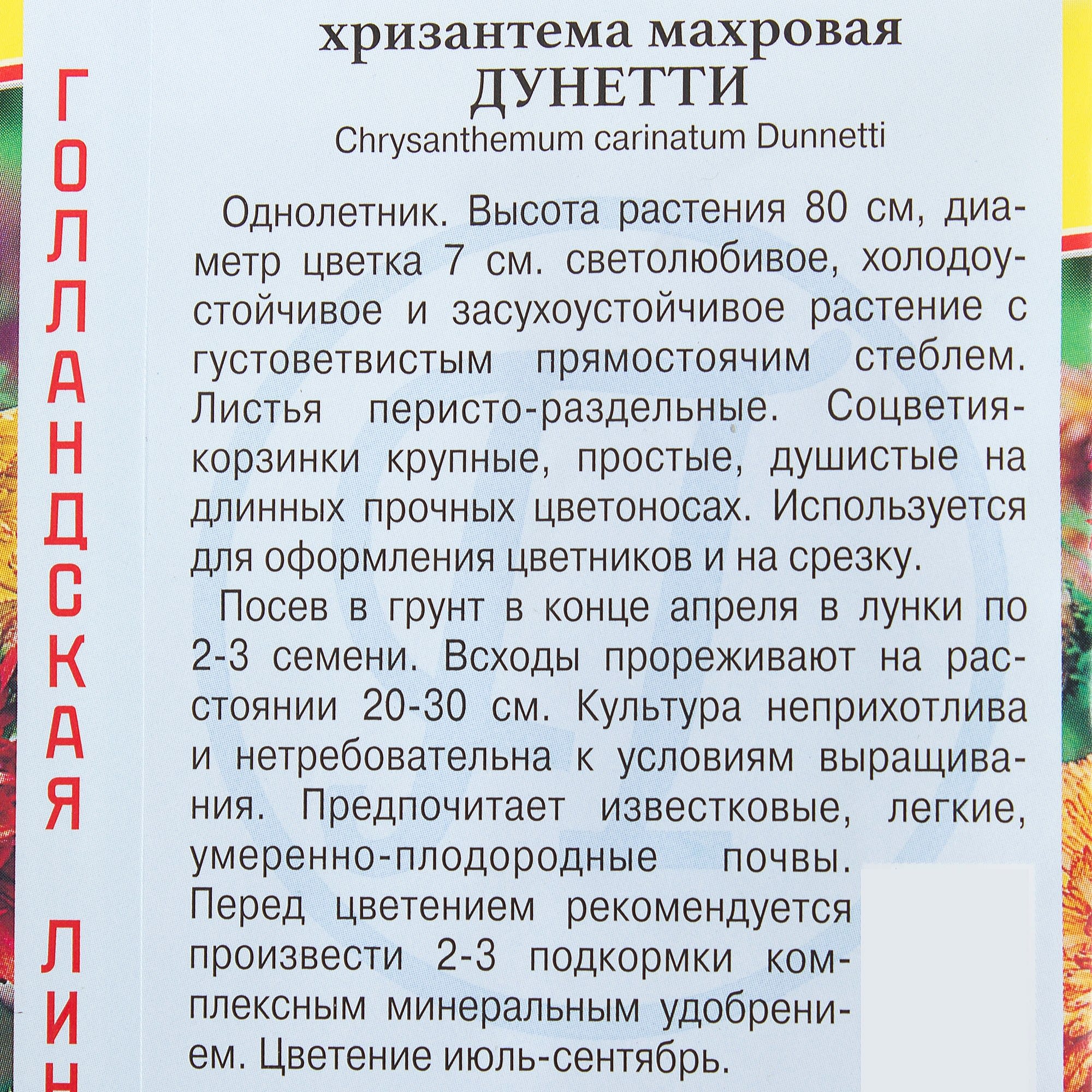 17301512 Хризантема махровая «Дунетти» Santreyd  - Вид №2