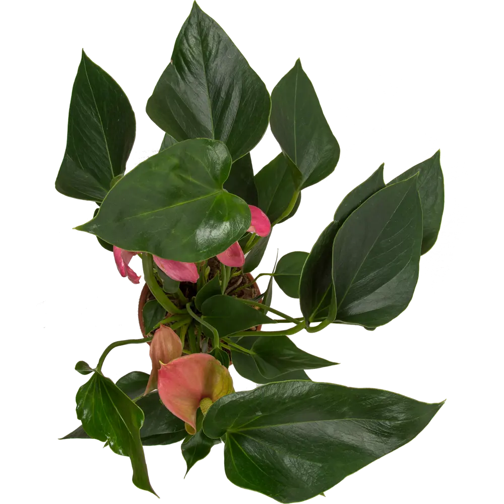 Santreyd Антуриум Андре микс - живое украшение интерьера 14032433 STLM-0004209 - Вид №1