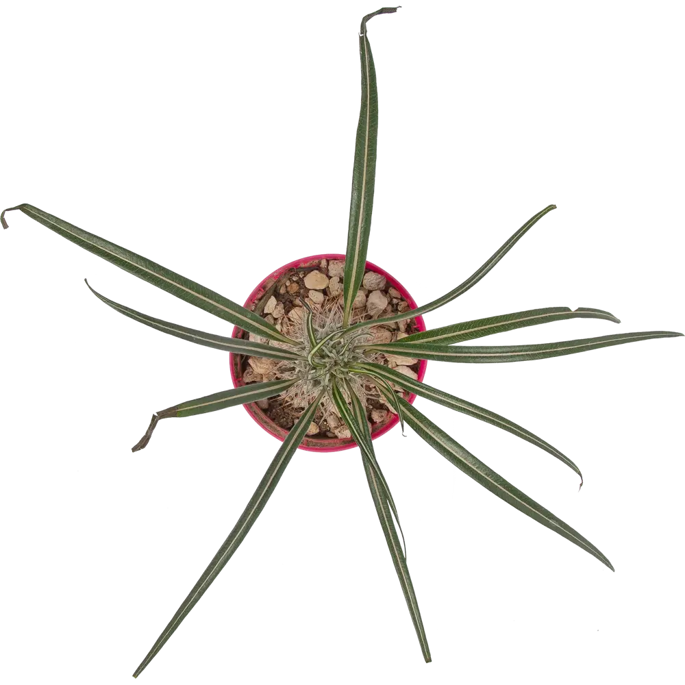 Santreyd Кактус микс - живой декор для интерьера 14×10 см 82894898 STLM-0037678 - Вид №1