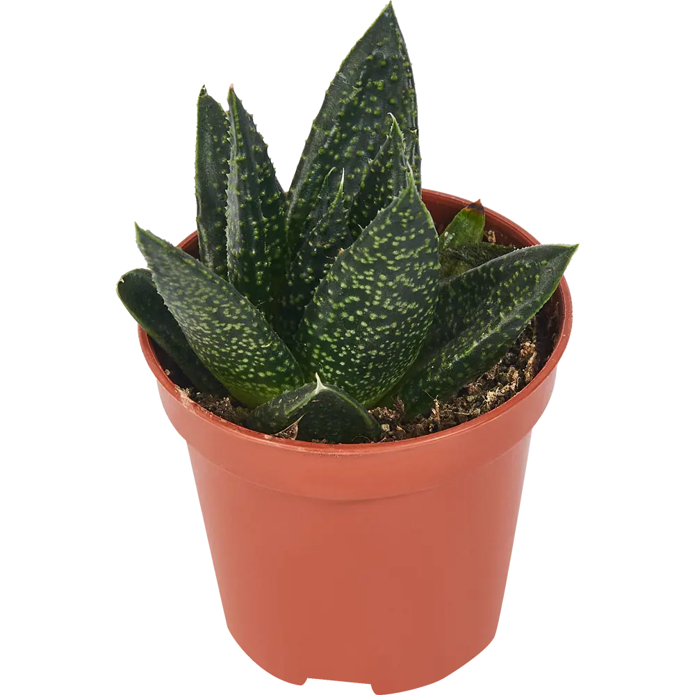 Гастерия Минор от Santreyd — суккулент с пёстрыми листьями 85324967 STLM-0061531 - Вид №1