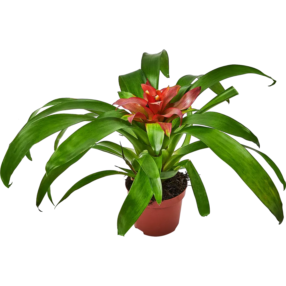 Гузмания Santreyd - экзотическое украшение интерьера с яркими прицветниками 89336318 STLM-1363570 - Вид №1