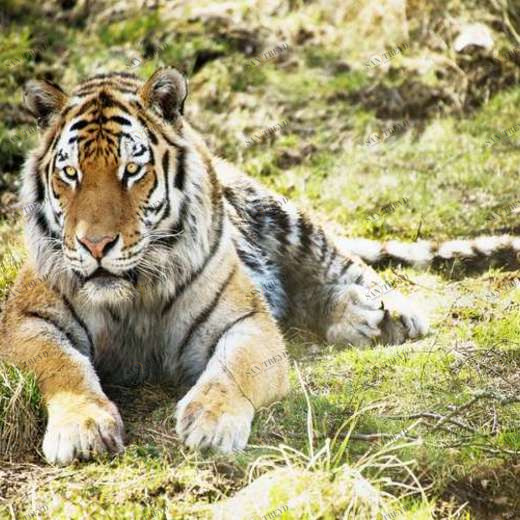 WP02151 Фотообои Verol Фотообои decoline 1х1 м