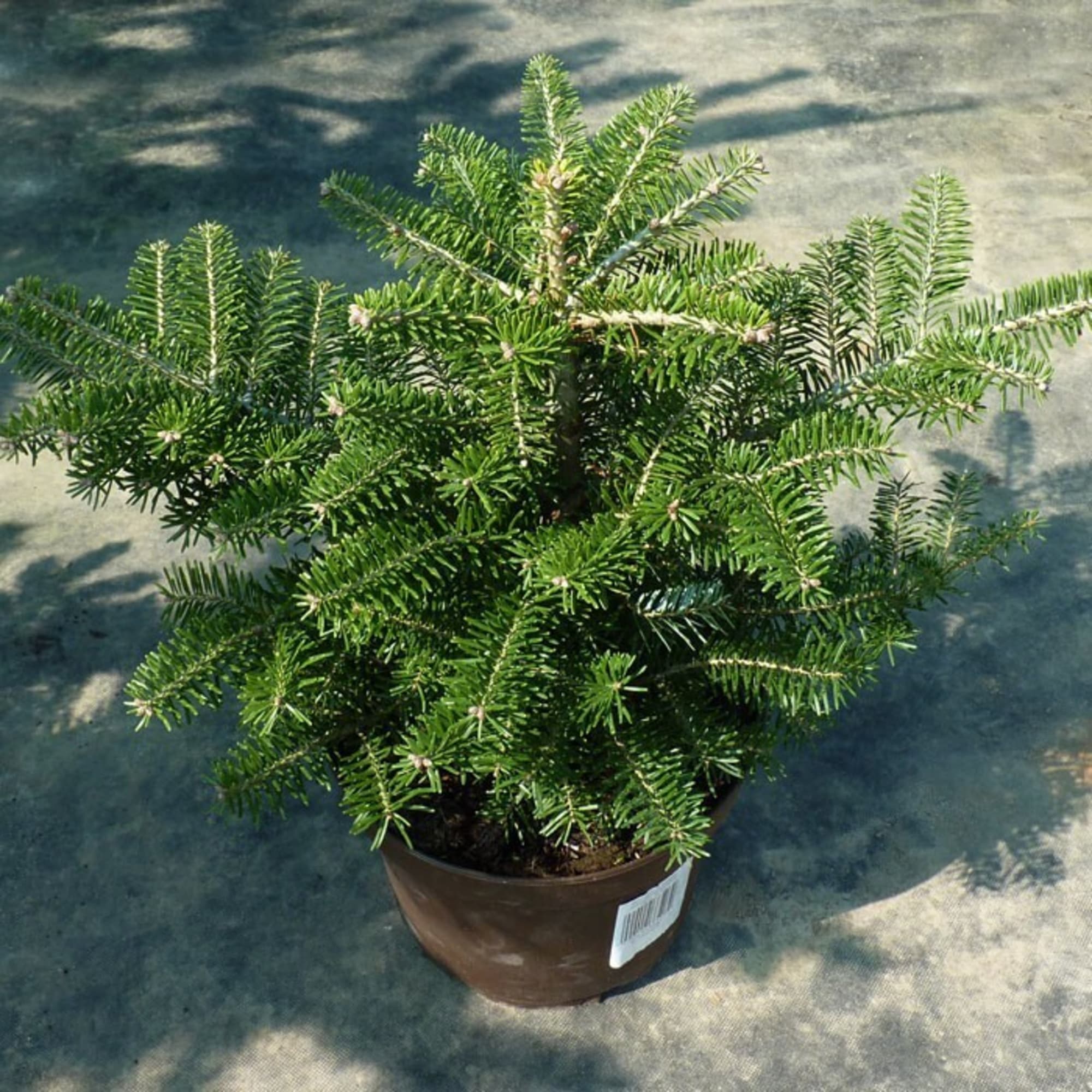 82601663 Пихта корейская 9x20 см Santreyd 