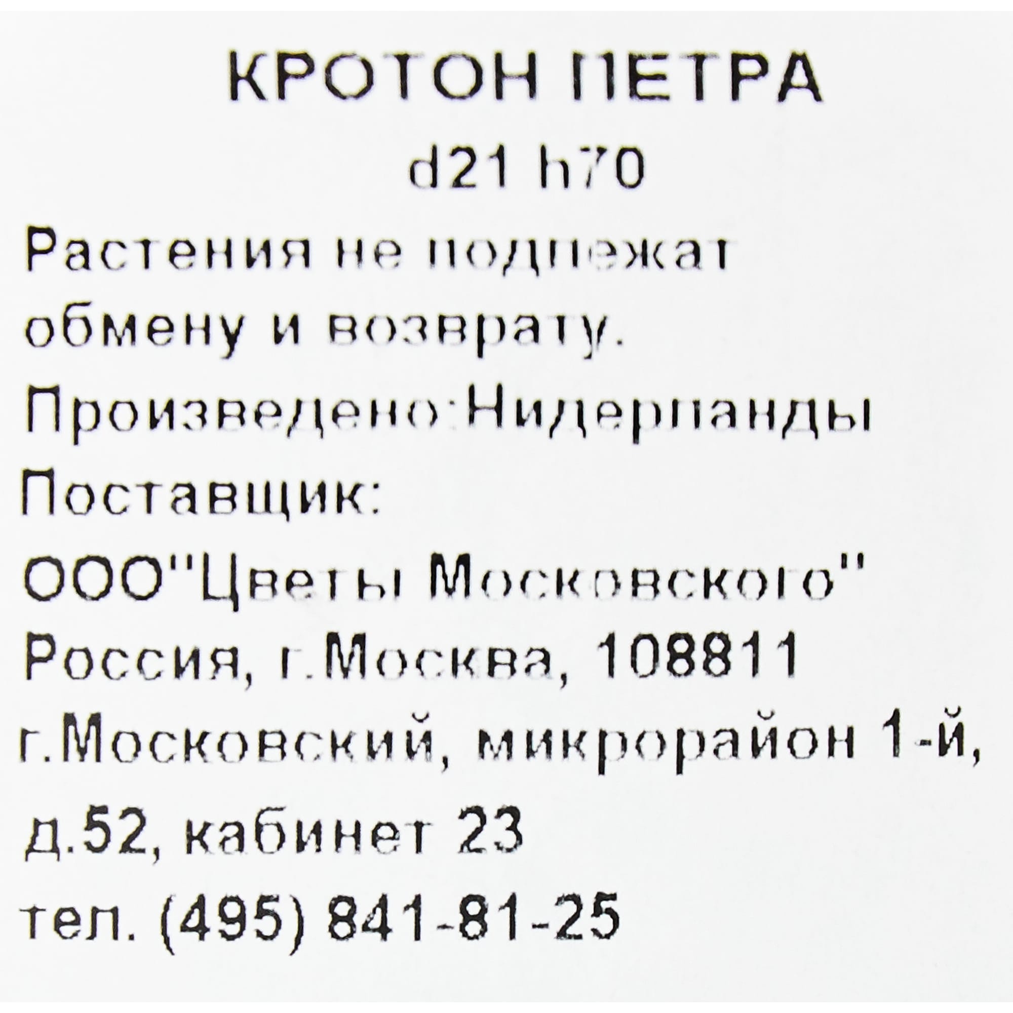 82892080 Кротон Петра 21x70 см Santreyd  - Вид №2