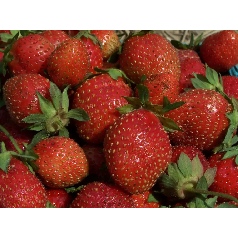 Земляника садовая «Дероял» 9x15 см 82625402 STLM-2002140 PLANTMARKET  - Вид №2