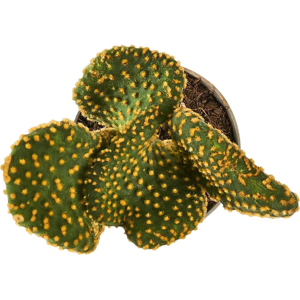 Santreyd Микс кактусов и суккулентов в горшке 88477123 STLM-0077753 - Вид №3