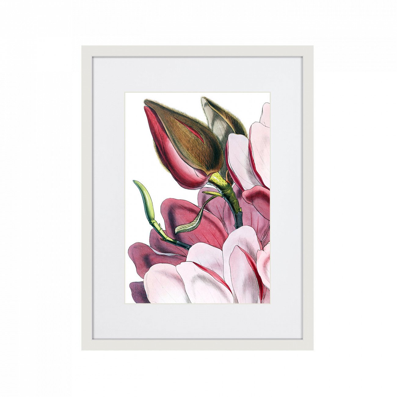 Картина в деревянной раме 42х32 см Himalaya Plants Pink-Flower on white IV, 1869г. КАРТИНЫ В КВАРТИРУ  264654 Белый;коричневый;разноцветный  - Вид №1