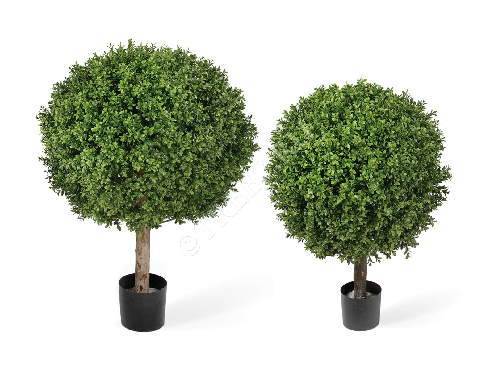 10.44570N Самшиты Шары уличные на коротком стволе Цветочная коллекция 