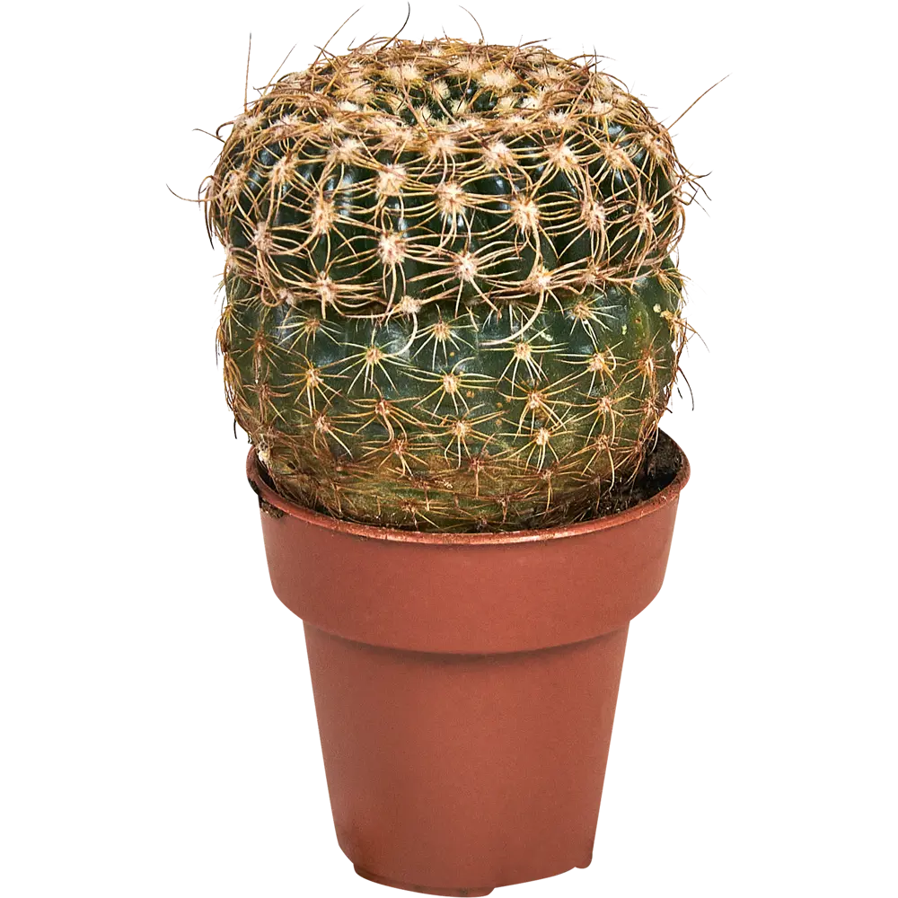 Santreyd Кактус микс - вечнозеленый суккулент для интерьера 88477125 STLM-0077754 - Вид №2