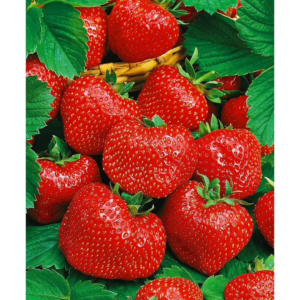 Земляника садовая Вима Тарда PLANTMARKET STLM-2191644