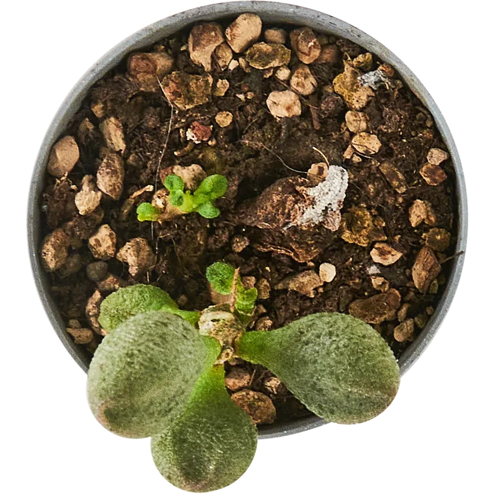 Адромискус микс Santreyd - суккулент для домашнего интерьера 88477127 STLM-0077756 - Вид №2