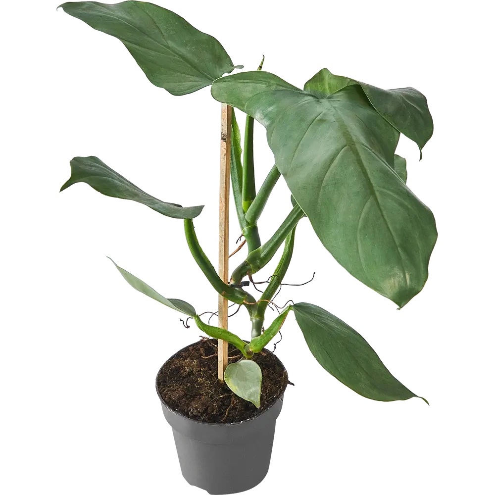 Филодендрон Santreyd Росток - живое украшение интерьера 84587067 STLM-0052408