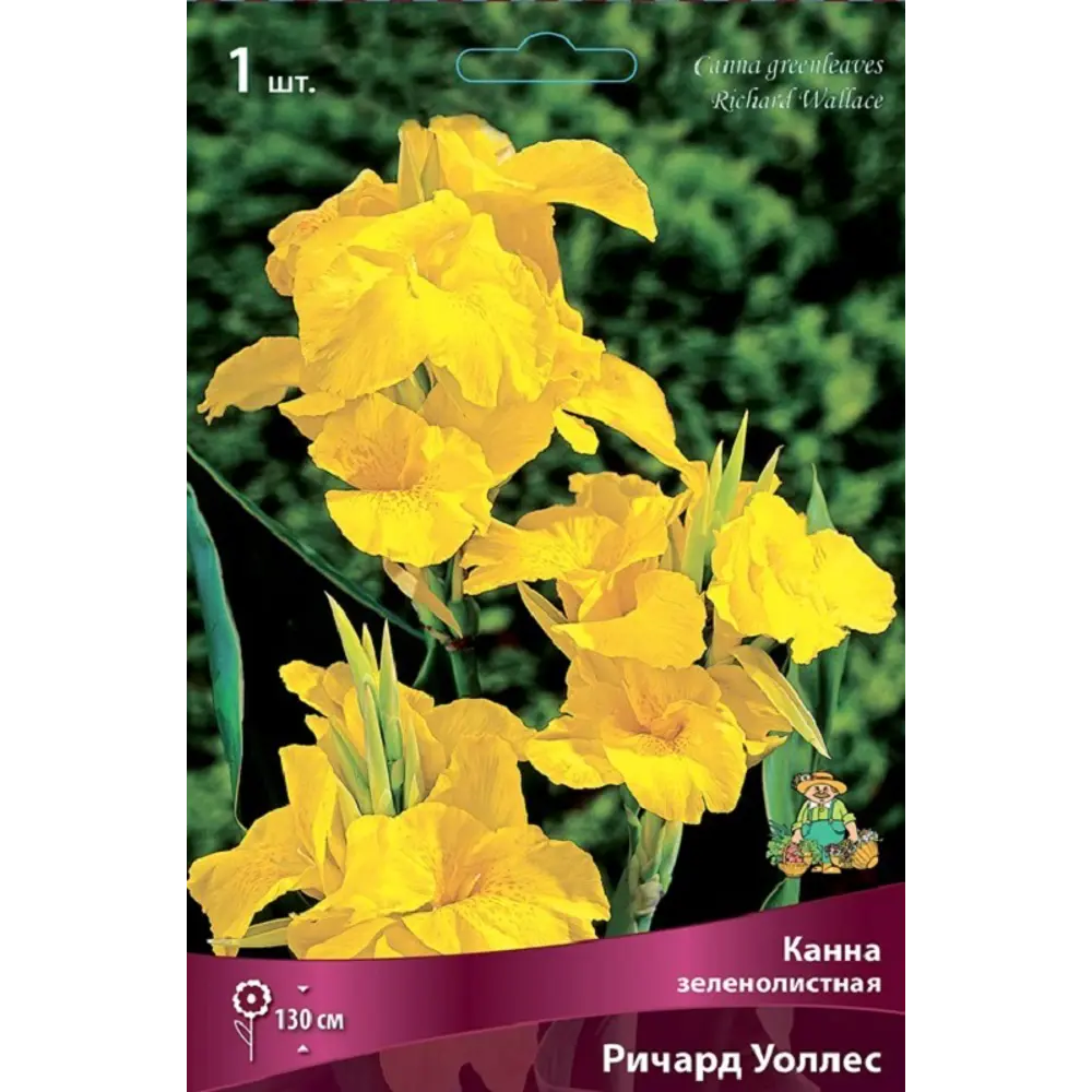 Канна зеленолистная Ричард Уоллес 89452263 STLM-2016398 ПОИСК  - Вид №1
