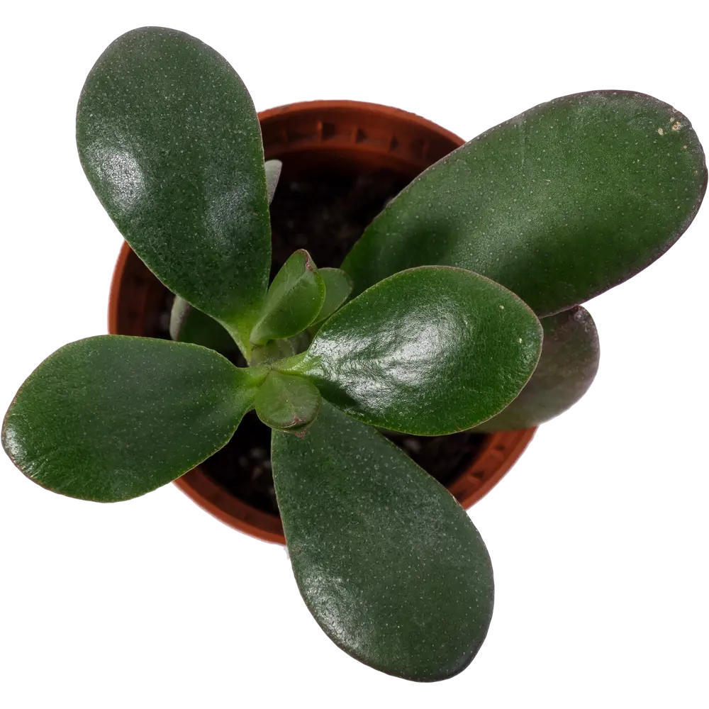 Santreyd Суккулент микс - живая композиция для интерьера 12501400 STLM-0953327 - Вид №1