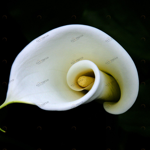 C1-317 Фотообои DIVINO Collection C 1.47х2 м C1317