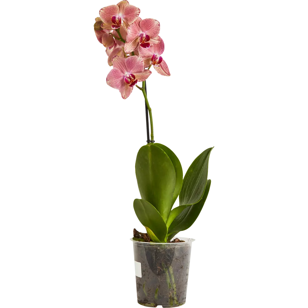 Santreyd Фаленопсис — изящная орхидея-бабочка для вашего интерьера 86749967 STLM-0071219 - Вид №1