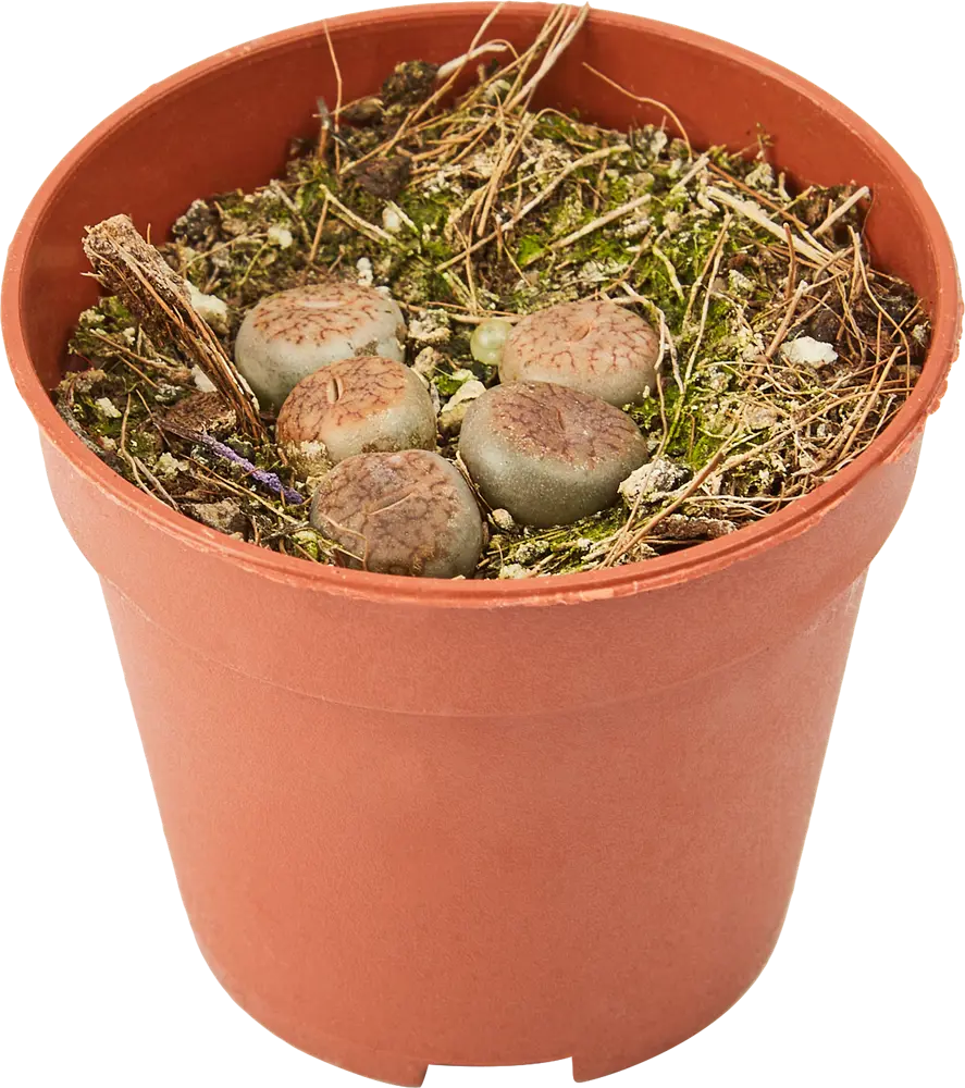 Santreyd Литопс - живой камень с солнечными цветами 85325017