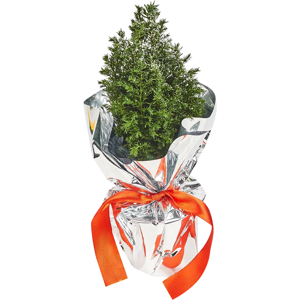 Кипарисовик Элвуди 9x30-35 см, праздничная упаковка 83210638 STLM-2008410 Santreyd 