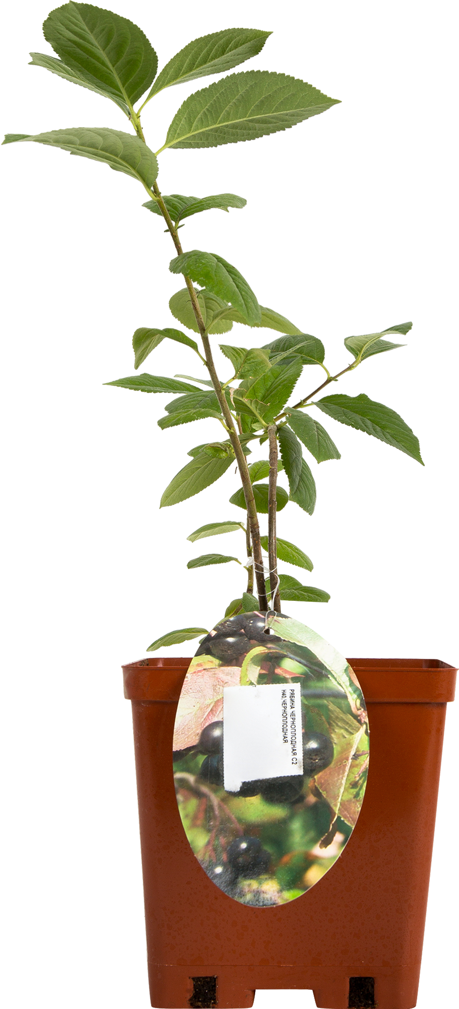 Саженец рябины черноплодной Santreyd - терпкие ягоды для консервации 81954939 STLM-0015231 - Вид №1