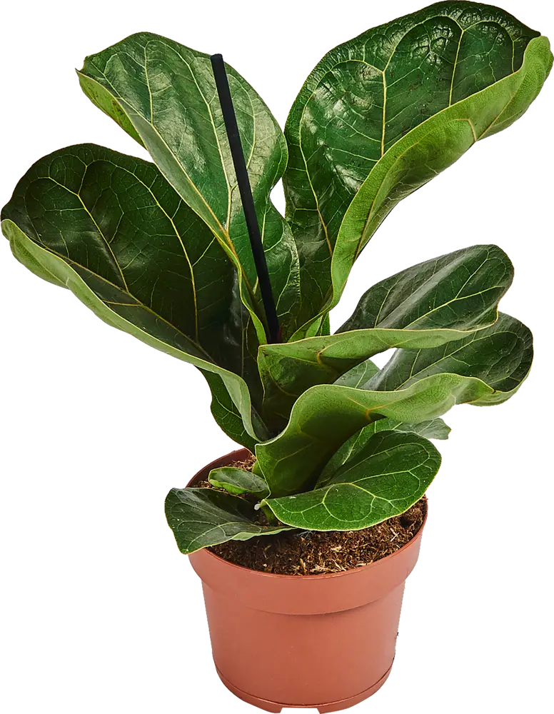 Фикус Лирата Бамбино Santreyd — изящное комнатное растение с лировидными листьями 82578707