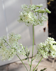 3535 777 a2 Шелковый тысячелистник, 3 цветка, 65 см, белый H-andreas