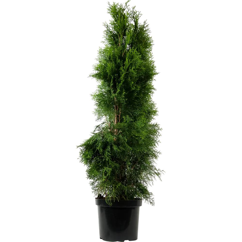 Туя западная «Смарагд» C7.5 120-140 см PLANTMARKET STLM-2137744 - Вид №1