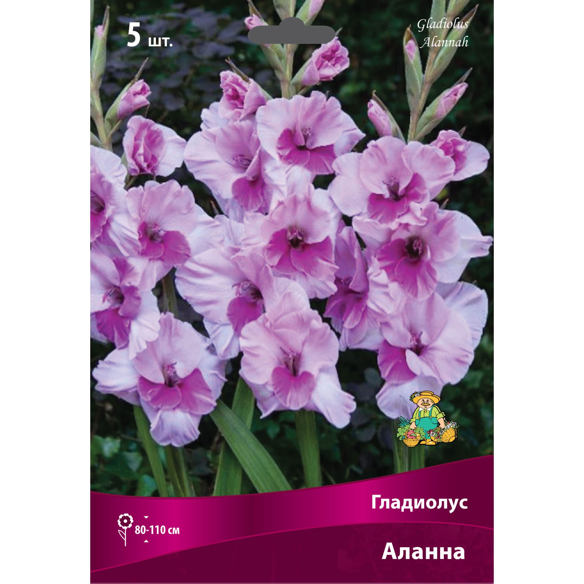 83596372 Гладиолус крупноцветковый Аланна луковица 12/14 Santreyd 