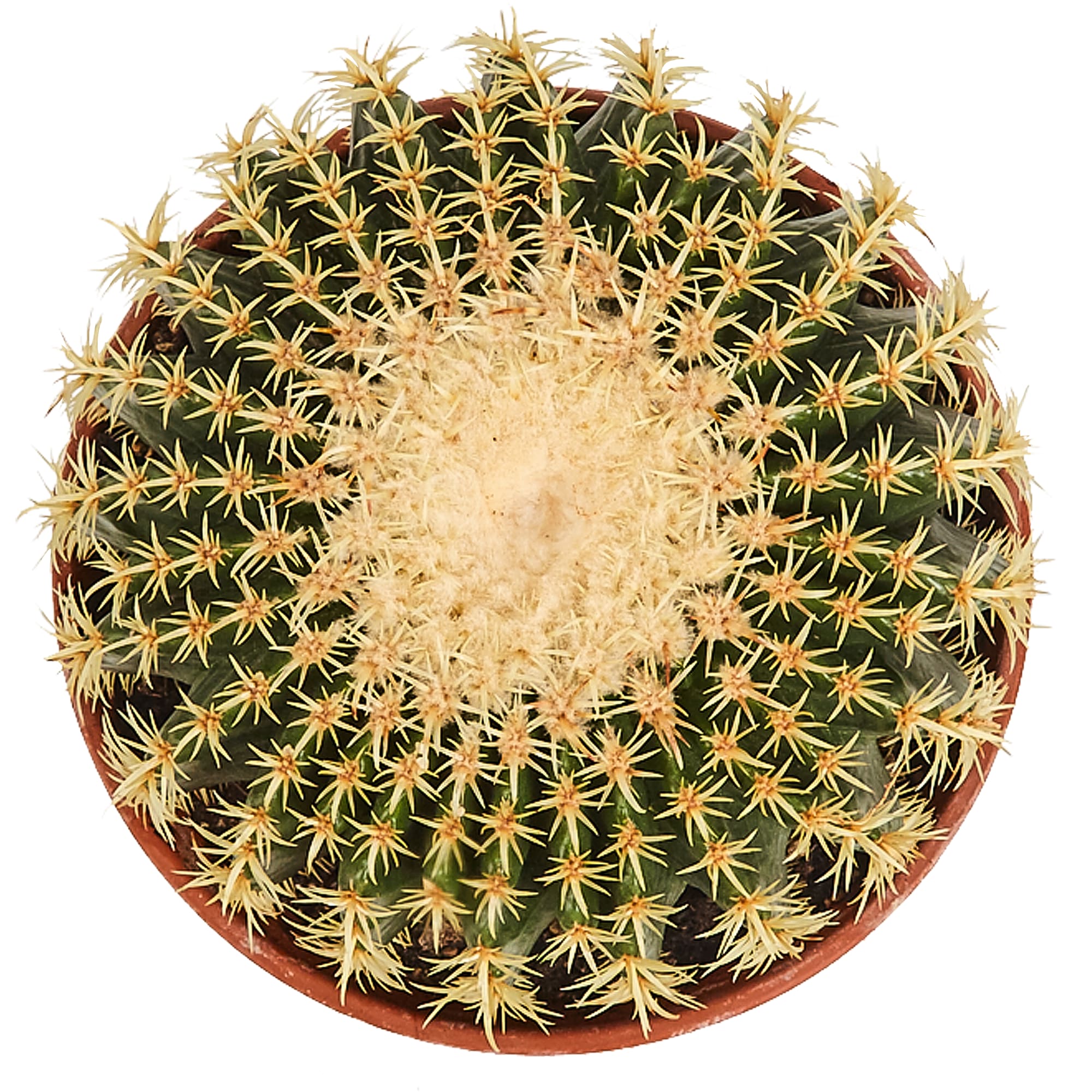 82850424 Эхинокактус Грузони 23х25 см Santreyd  - Вид №1