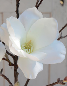 3025 778 a3 Искусственная ветка цветка магнолии, 129 см, бежево-белая H-andreas