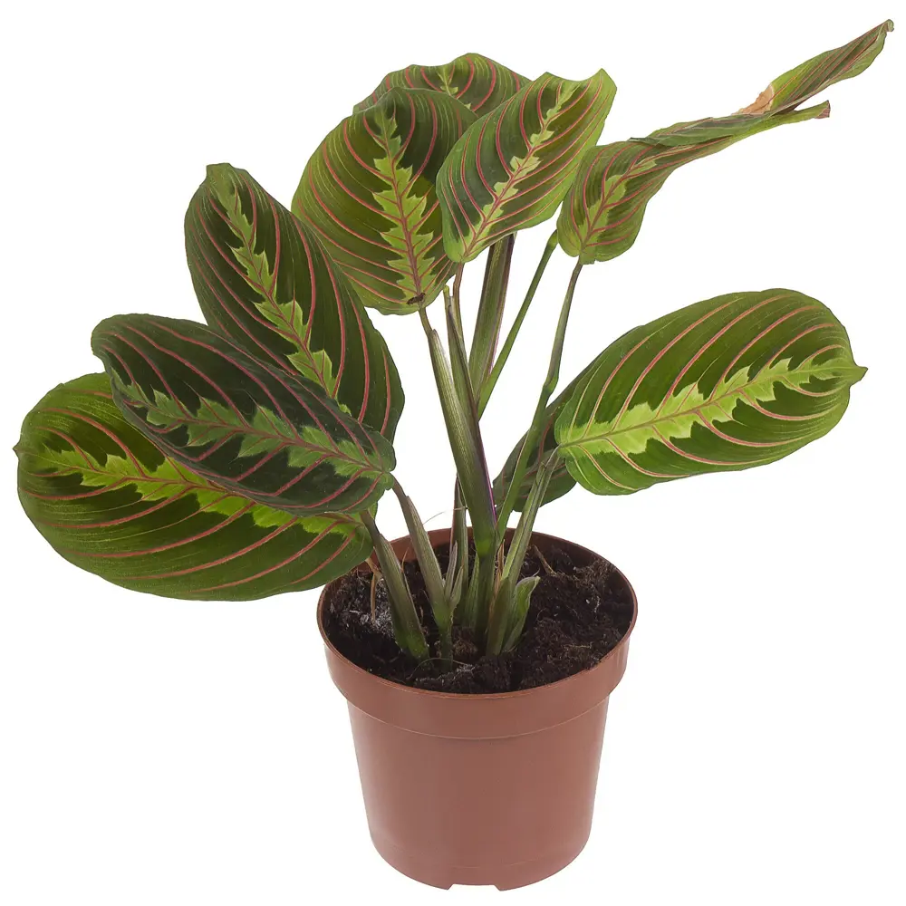 Santreyd Маранта беложильчатая «Фасцинатор» — декоративное растение с розовыми прожилками 18785782 STLM-0012723