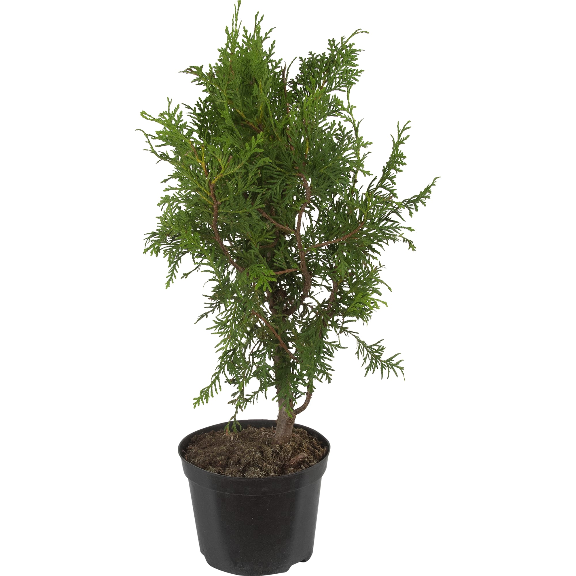 11297081 Туя occ brabant, D16, H60 Santreyd 