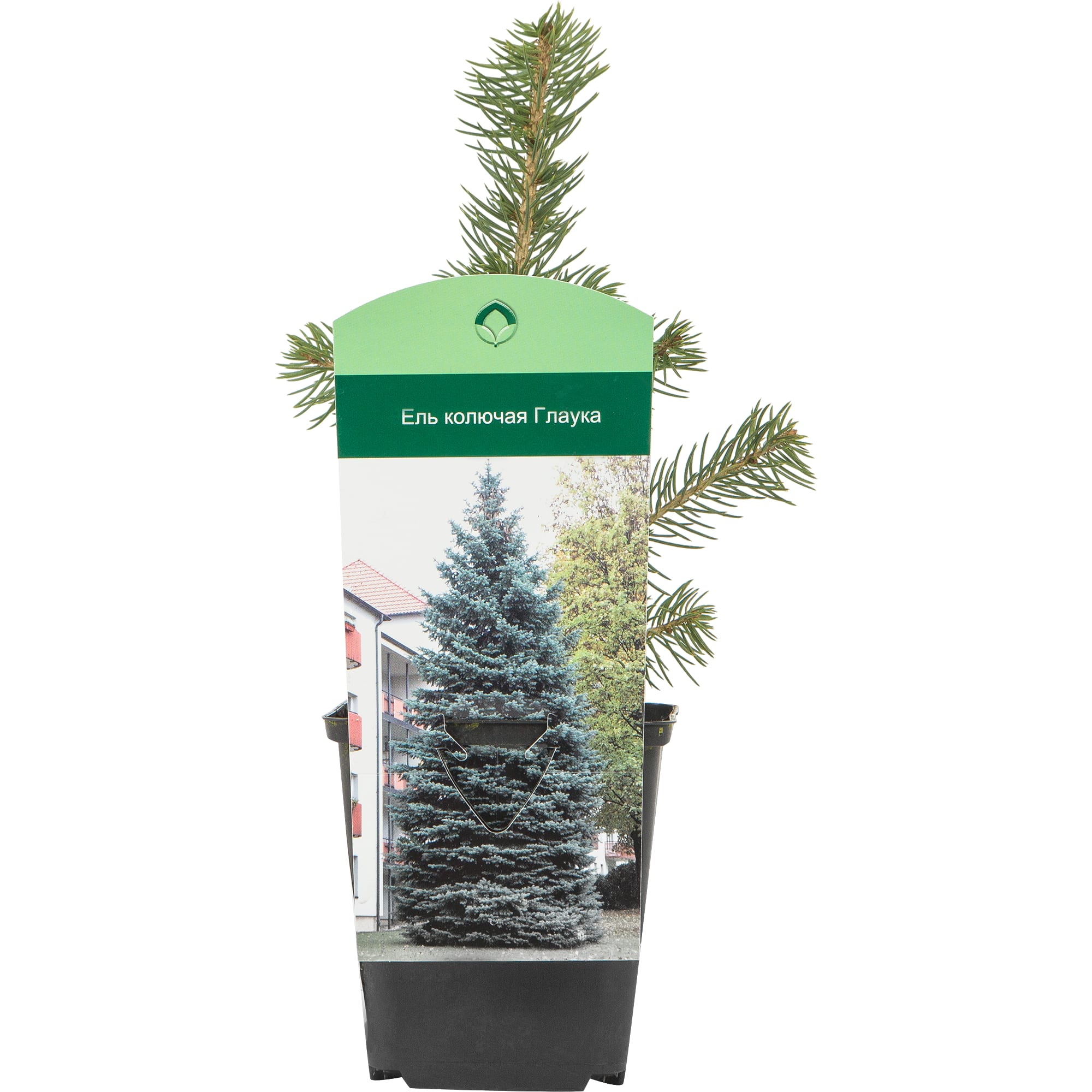 82176346 Ель колючая «Глаука» P9 Santreyd  - Вид №2