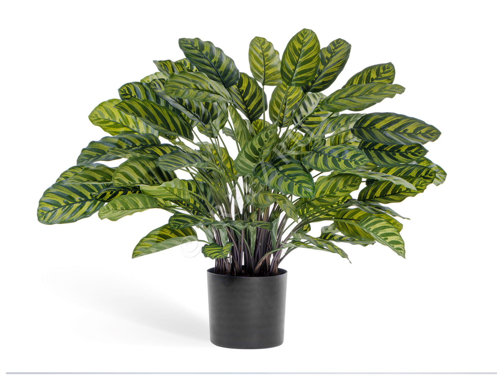 20.1014N Калатея крупнолистная в горшке Цветочная коллекция  - Вид №2