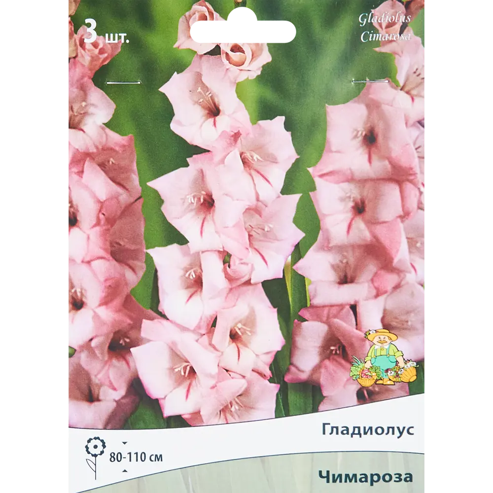 Гладиолус крупноцветковый Чимароза, 3 шт 86410019 STLM-2041079 ПОИСК 