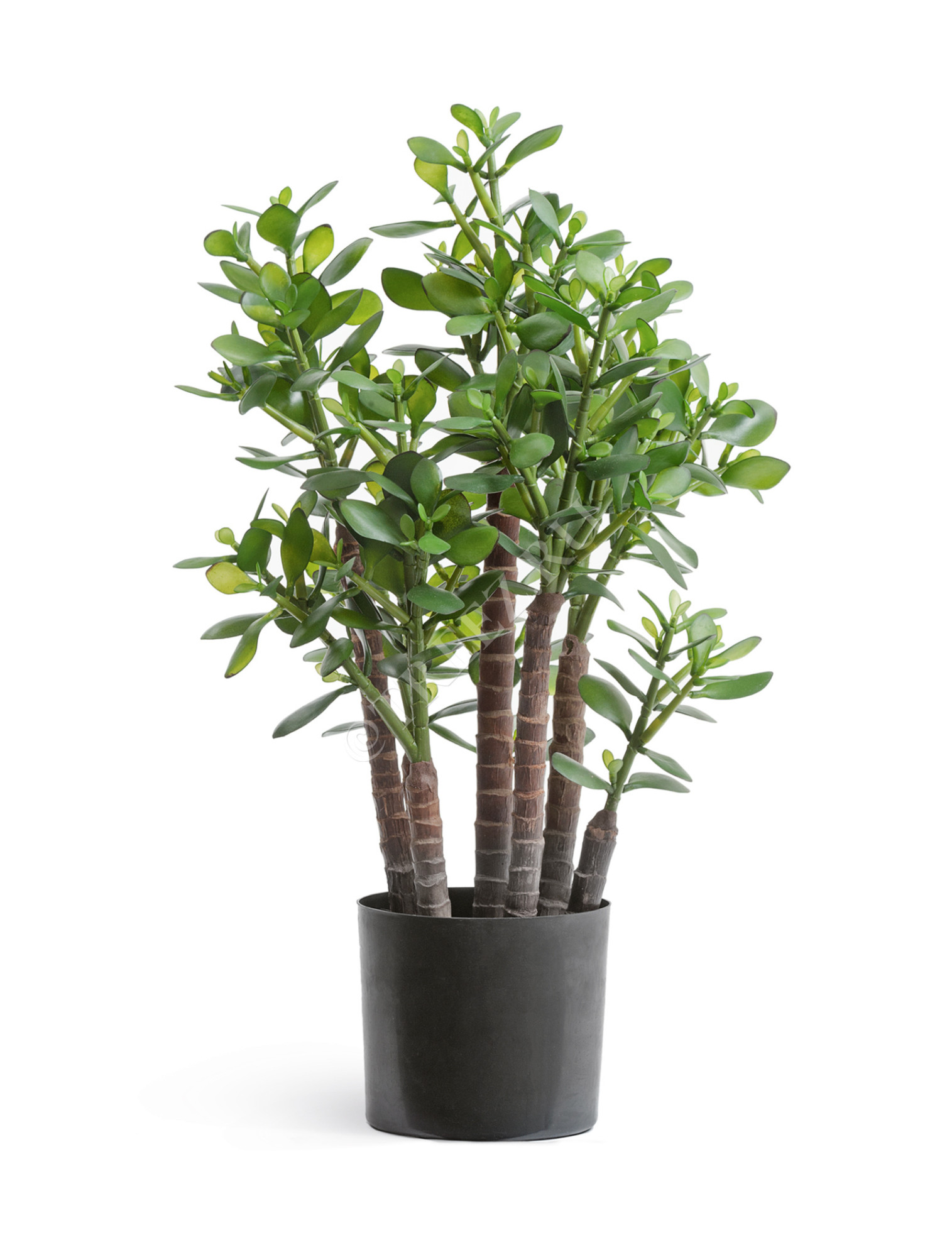 10.40502N Крассула (денежное дерево) Цветочная коллекция 