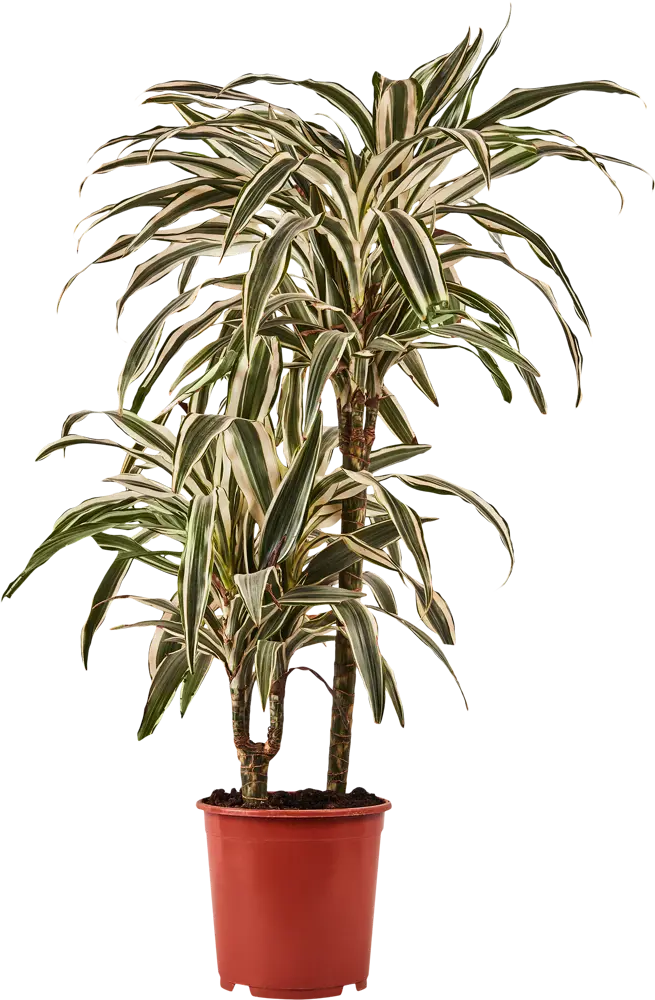Santreyd Драцена Вайт Страйп — изящное тропическое растение с полосатыми листьями 85324829