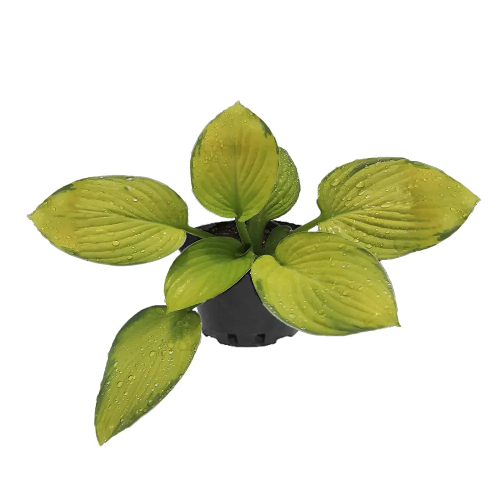 Santreyd Хоста микс — декоративный многолетник для тенистого сада 86330846 STLM-0960121 - Вид №3