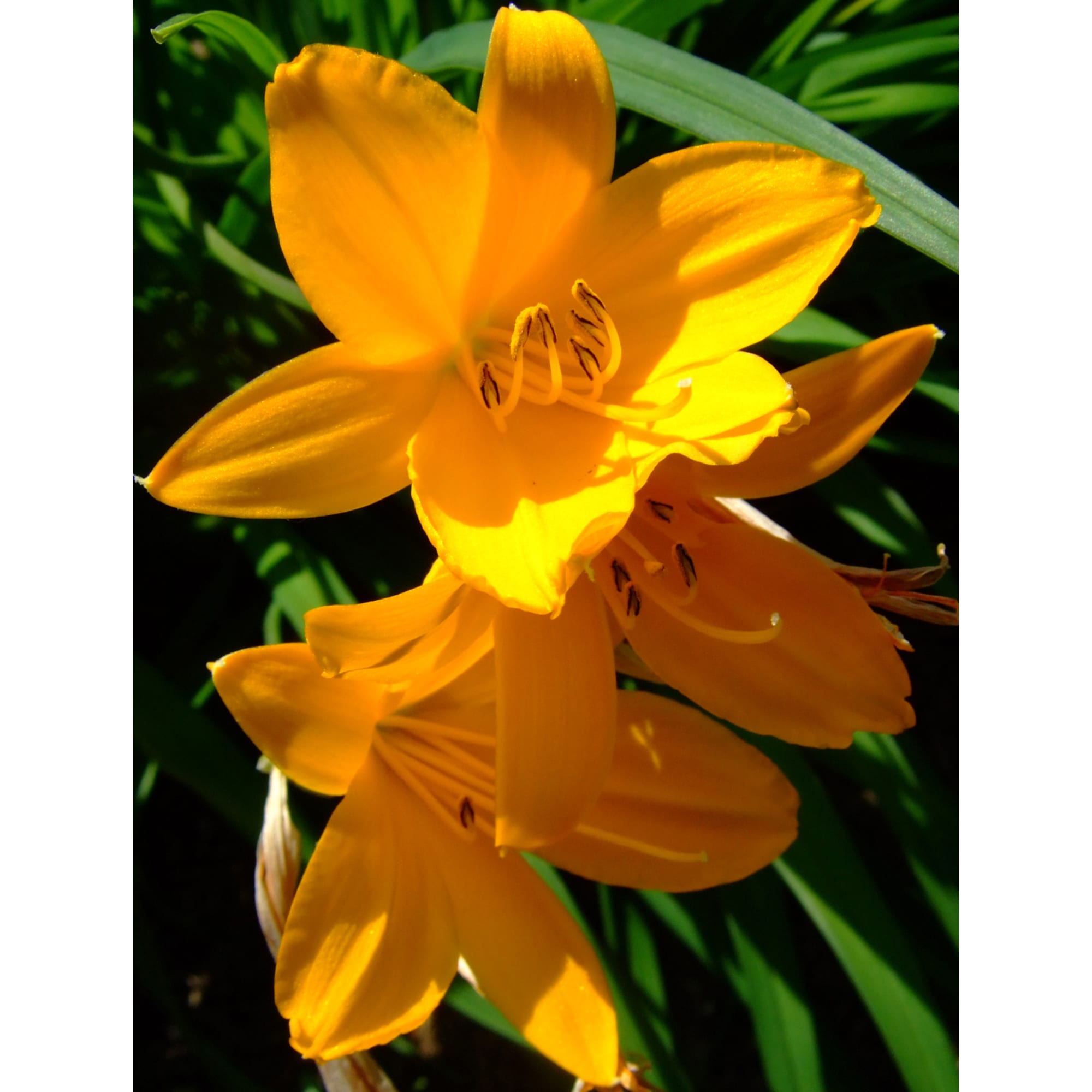 85324833 Лилейник Миддендорфа ø17 h30 см Santreyd 